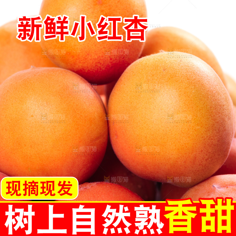 白底上的新疆小红杏