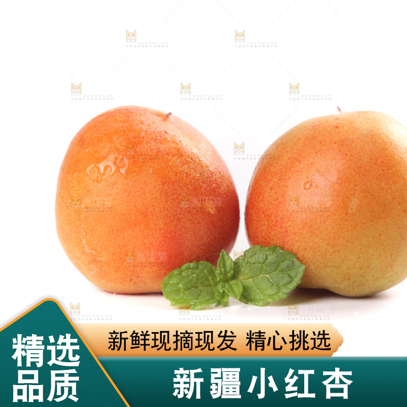 白底上的新疆小红杏