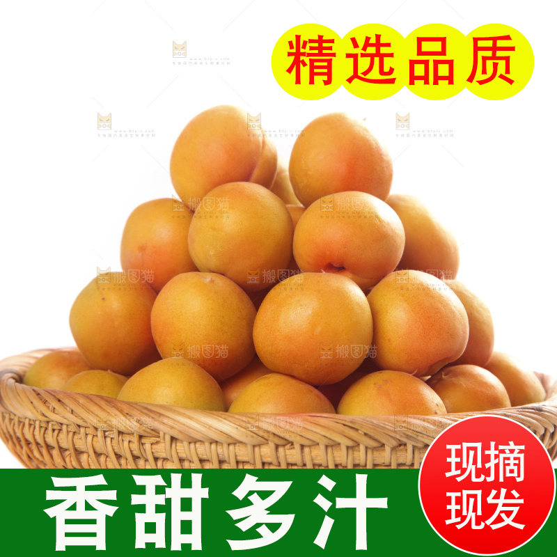 白底上的新疆小红杏