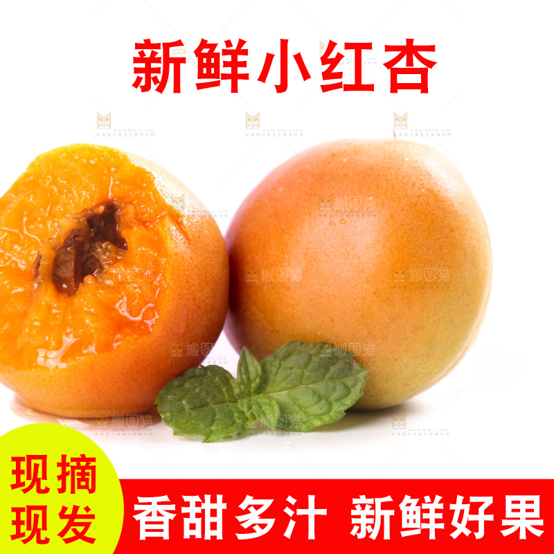 白底上的新疆小红杏