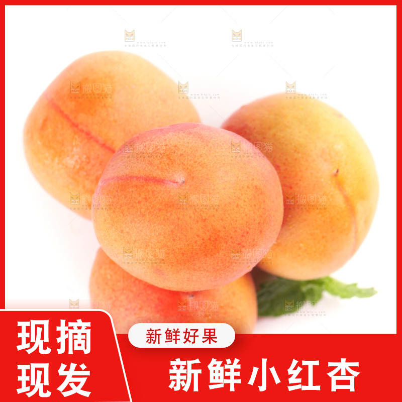 白底上的新疆小红杏
