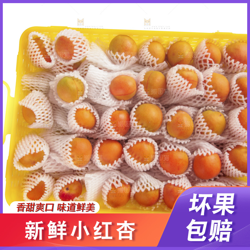白底上的新疆小红杏