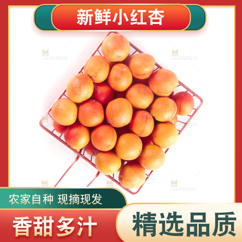 白底上的新疆小红杏