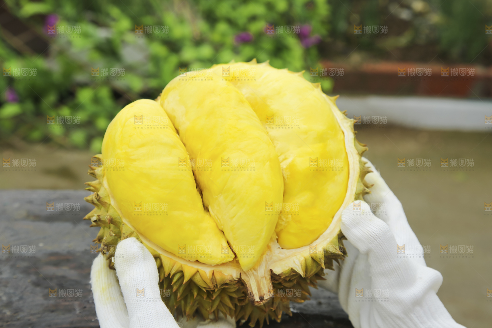 手里拿着金枕榴莲