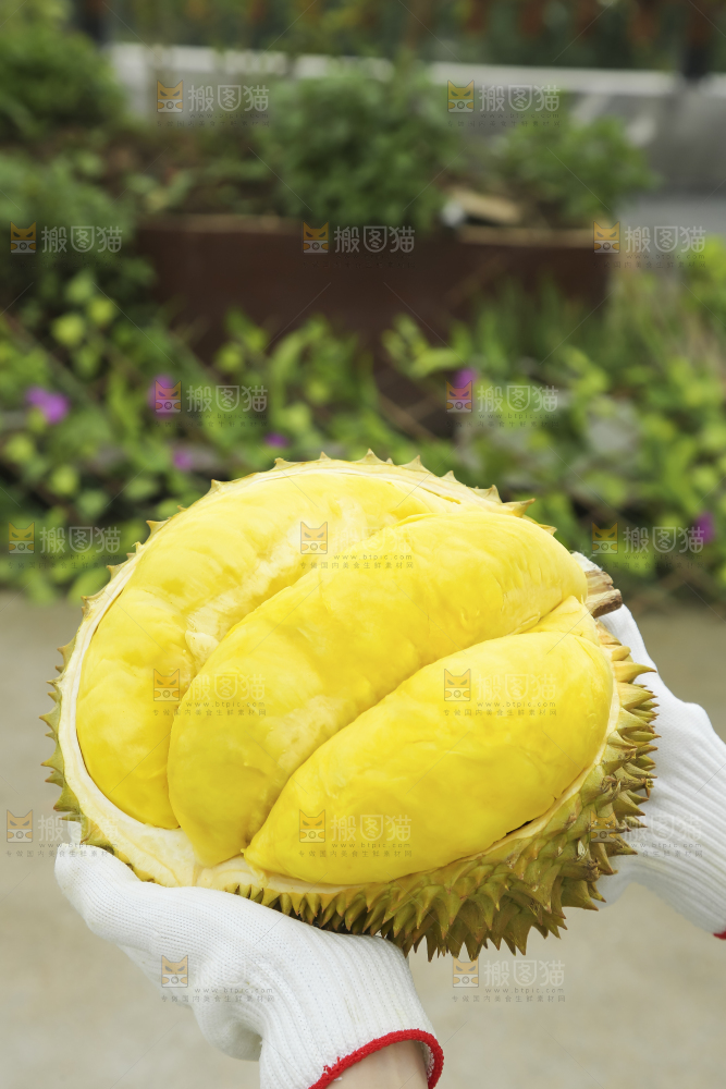 手里拿着金枕榴莲
