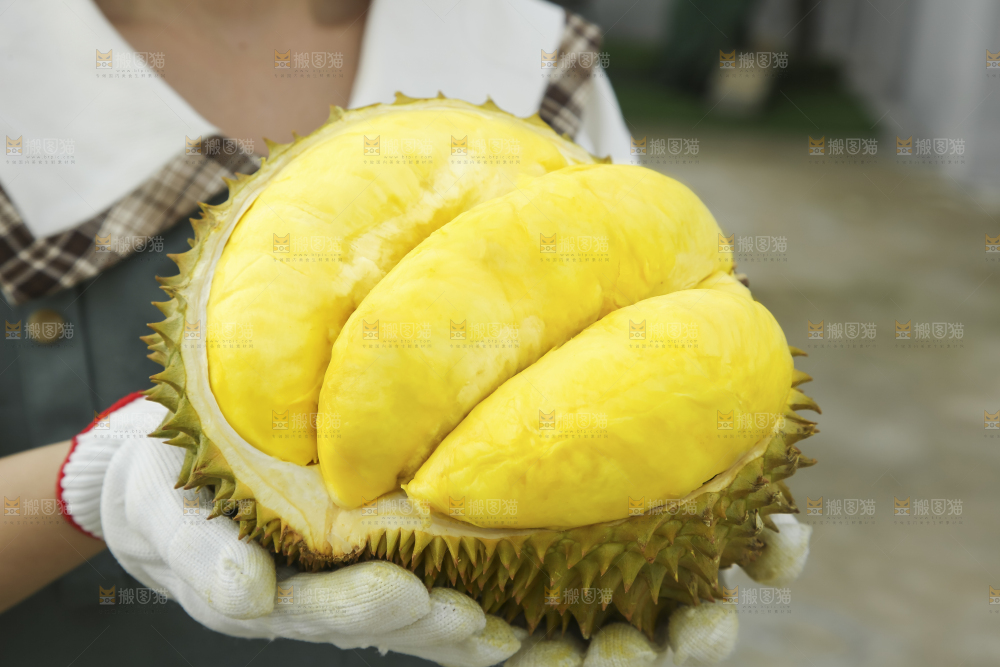 手里拿着金枕榴莲