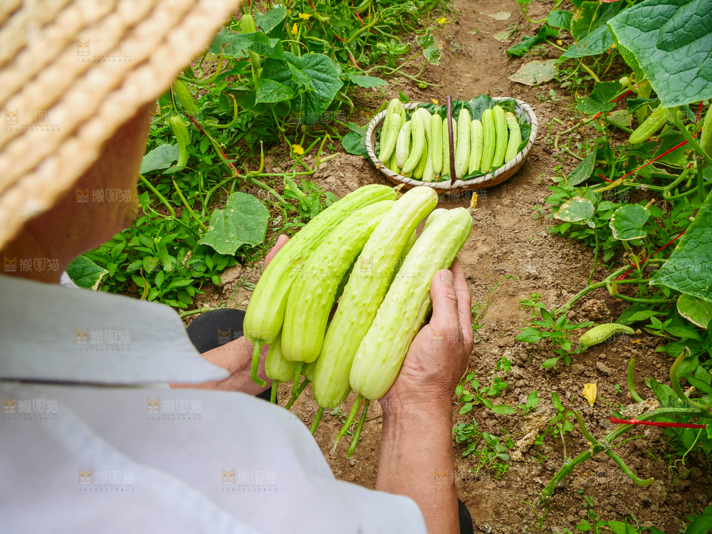 手里拿着白玉黄瓜