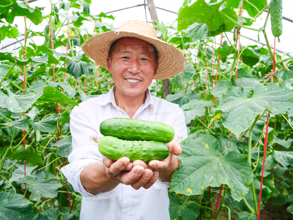 手里拿着刺黄瓜