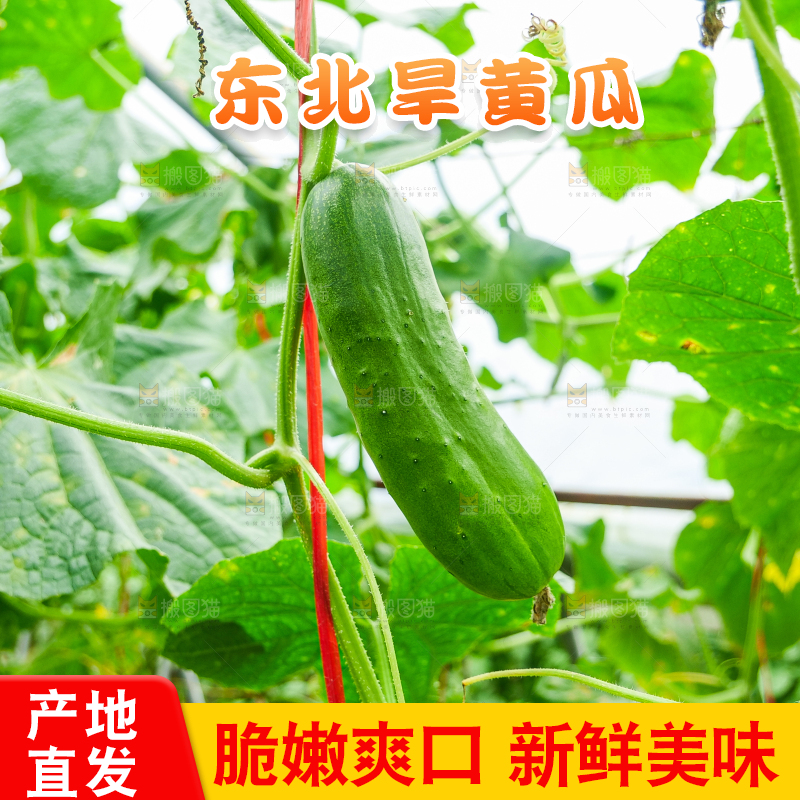 藤上的新鲜黄瓜