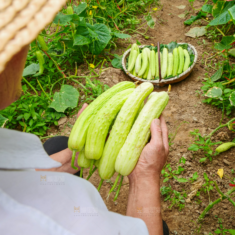 手里拿着白玉黄瓜