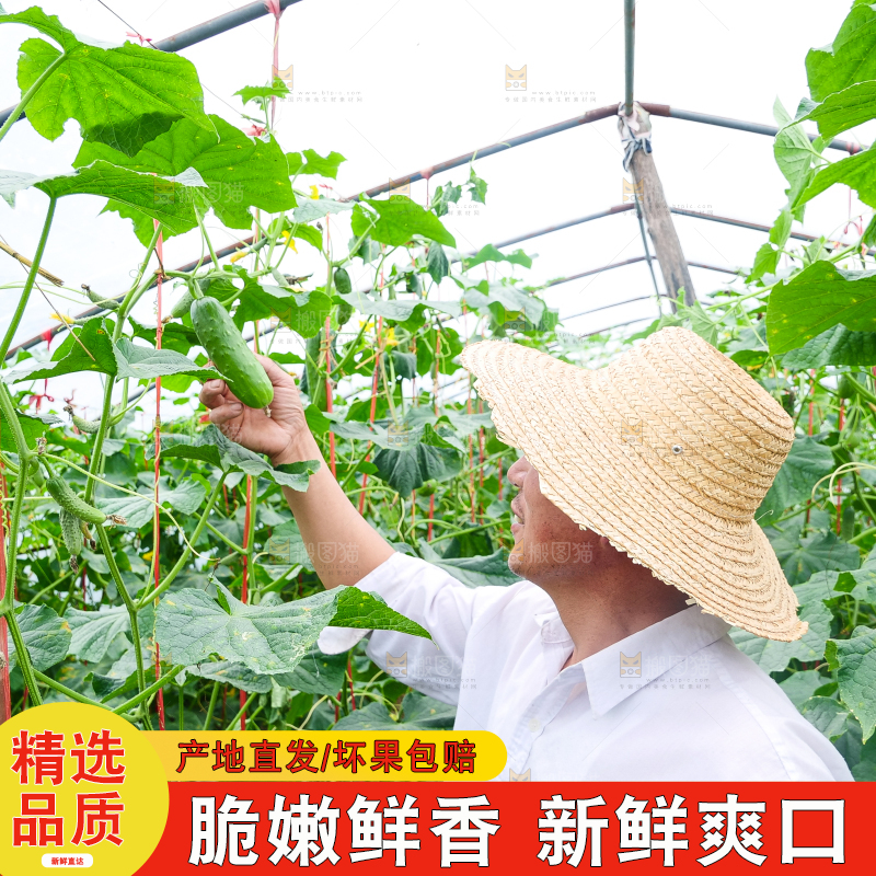 手里拿着刺黄瓜