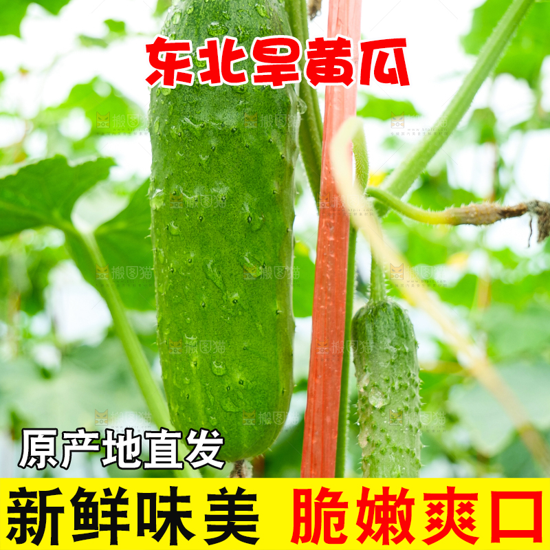藤上的新鲜黄瓜