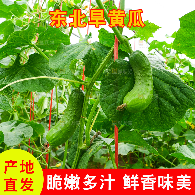 藤上的新鲜黄瓜