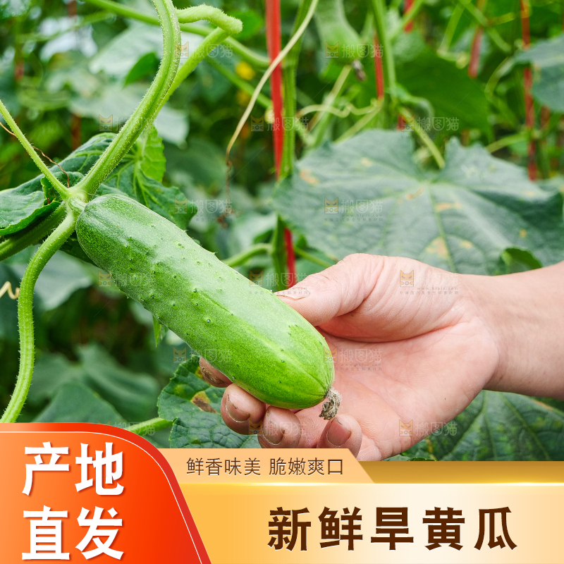 手里拿着刺黄瓜