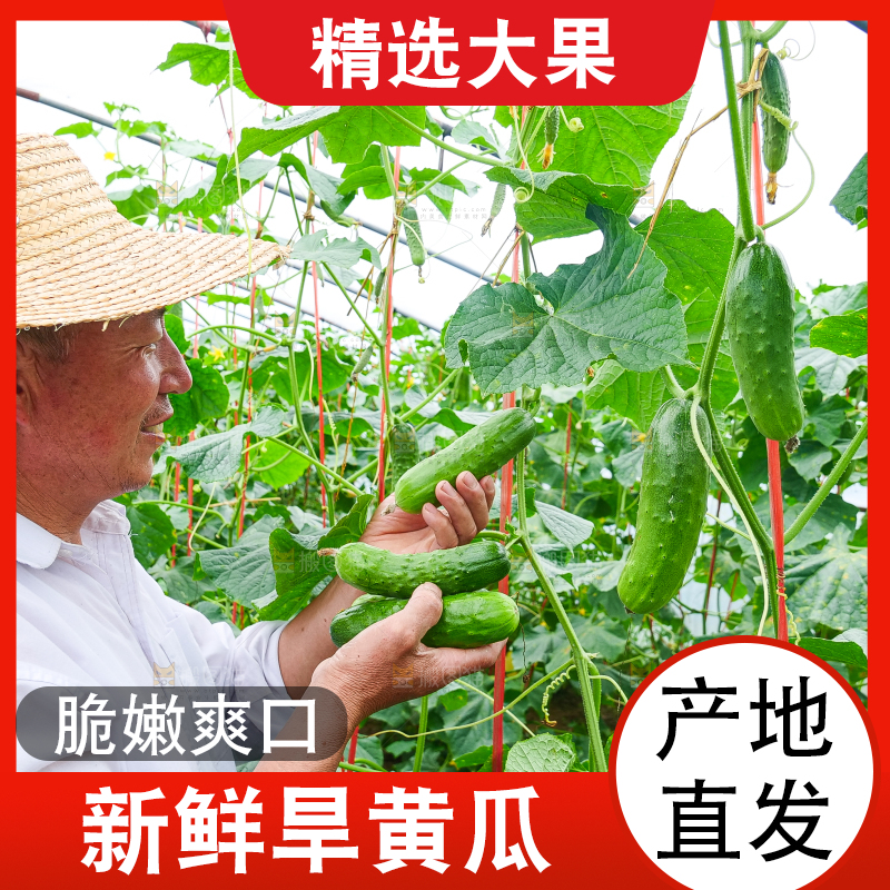手里拿着刺黄瓜