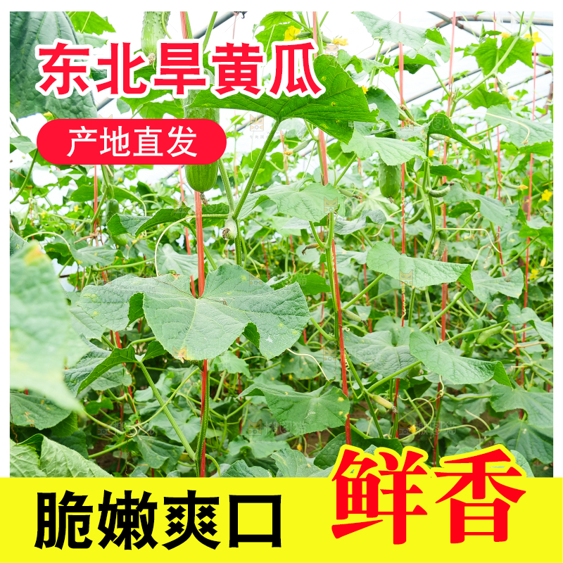 藤上的新鲜黄瓜