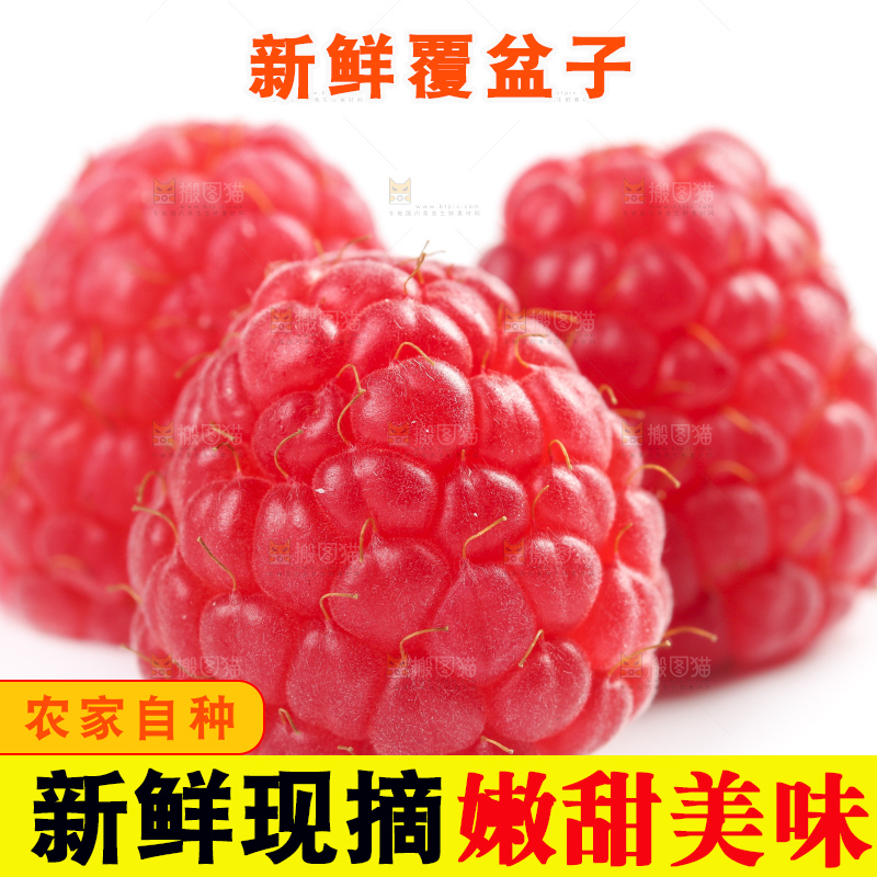 白底上的新鲜覆盆子