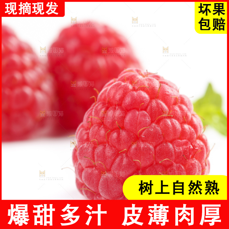 白底上的新鲜覆盆子