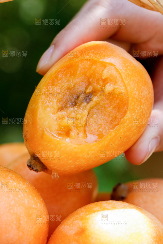 手里拿着米易枇杷