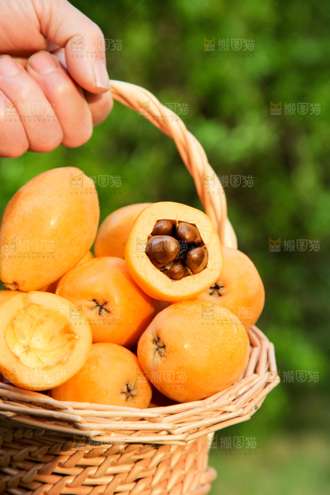 手里拿着米易枇杷