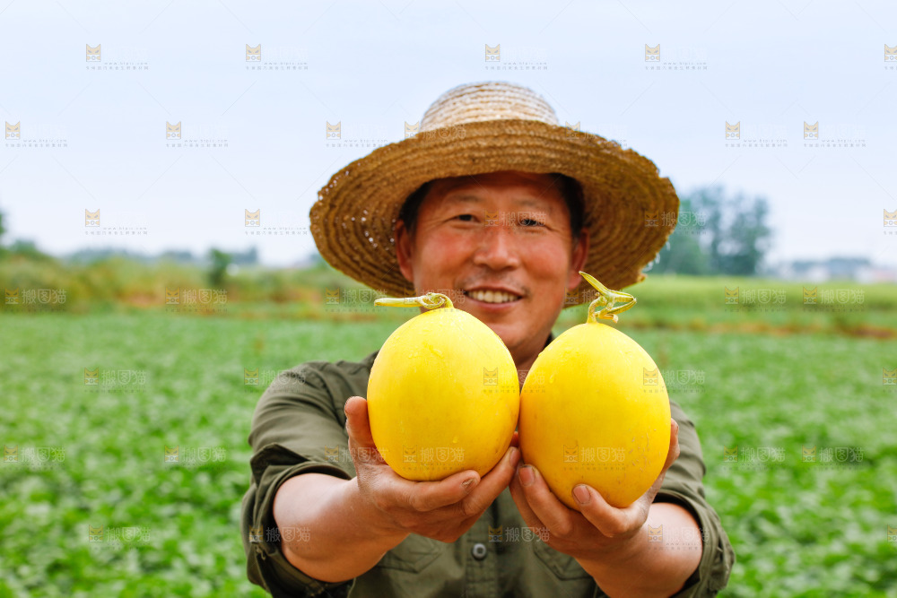 手里拿着的黄河蜜瓜