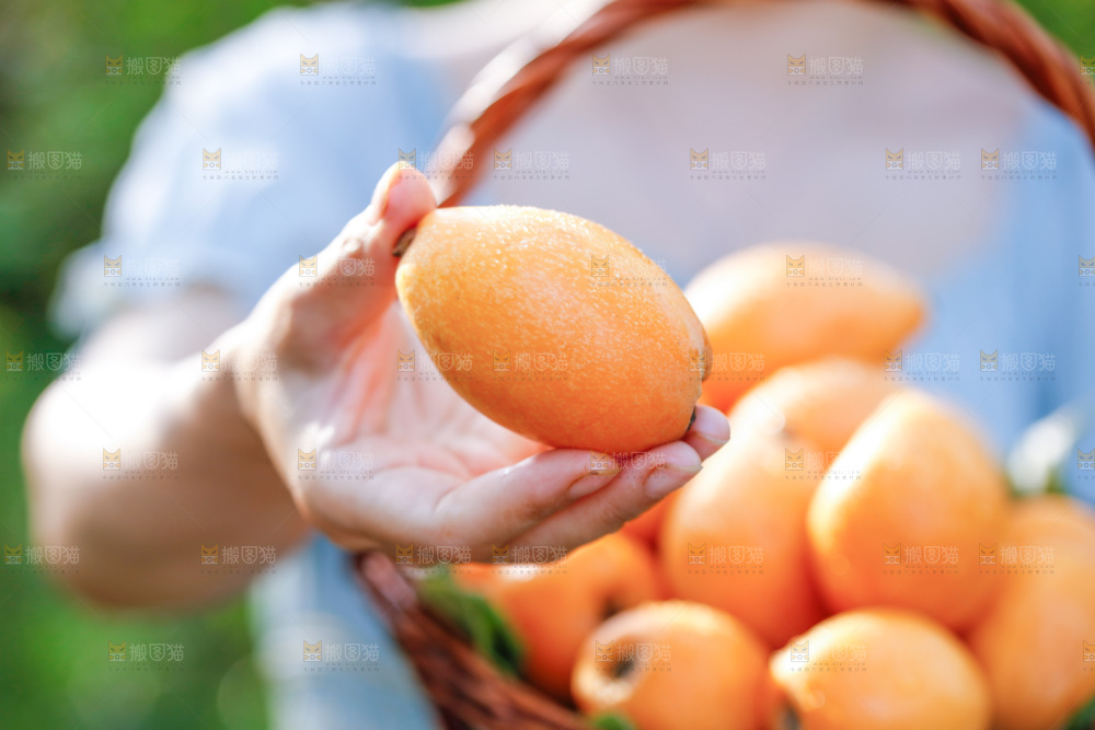 手里拿着米易枇杷