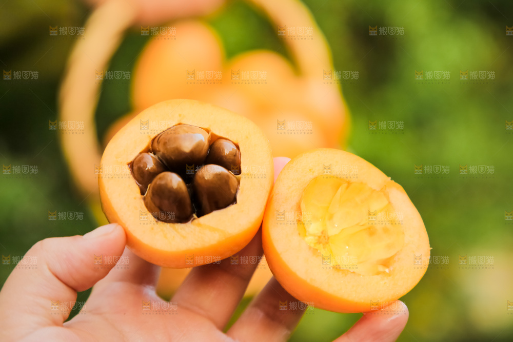 手里拿着米易枇杷