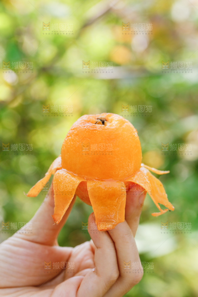 手里拿着米易枇杷