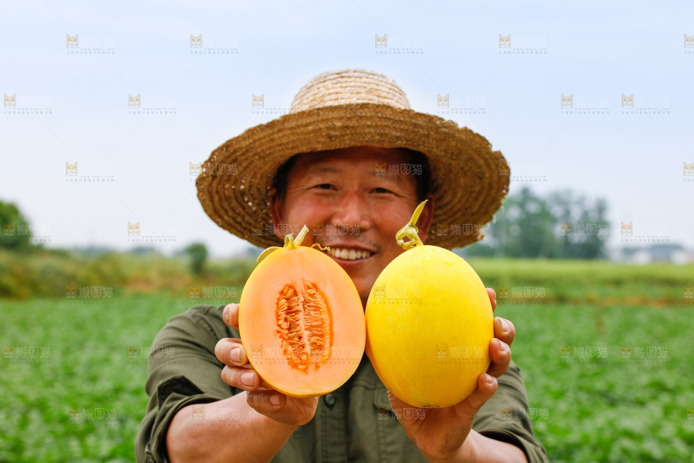 手里拿着的黄河蜜瓜