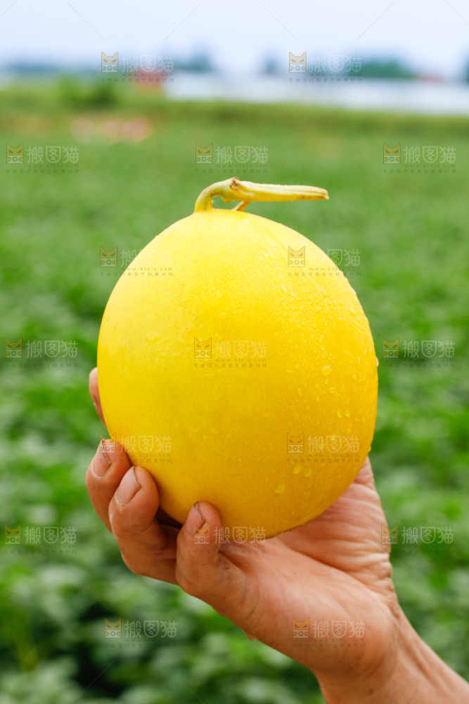 手里拿着的黄河蜜瓜