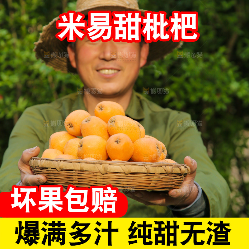 手里拿着米易枇杷