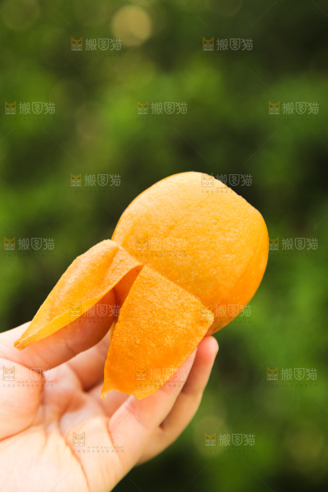 手里拿着米易枇杷