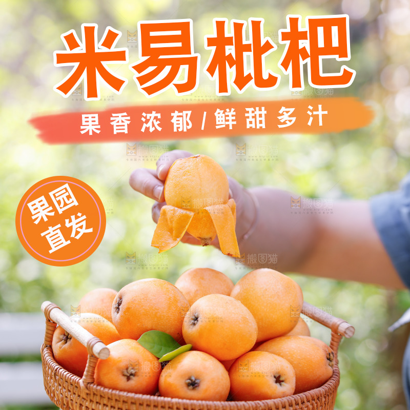 手里拿着米易枇杷