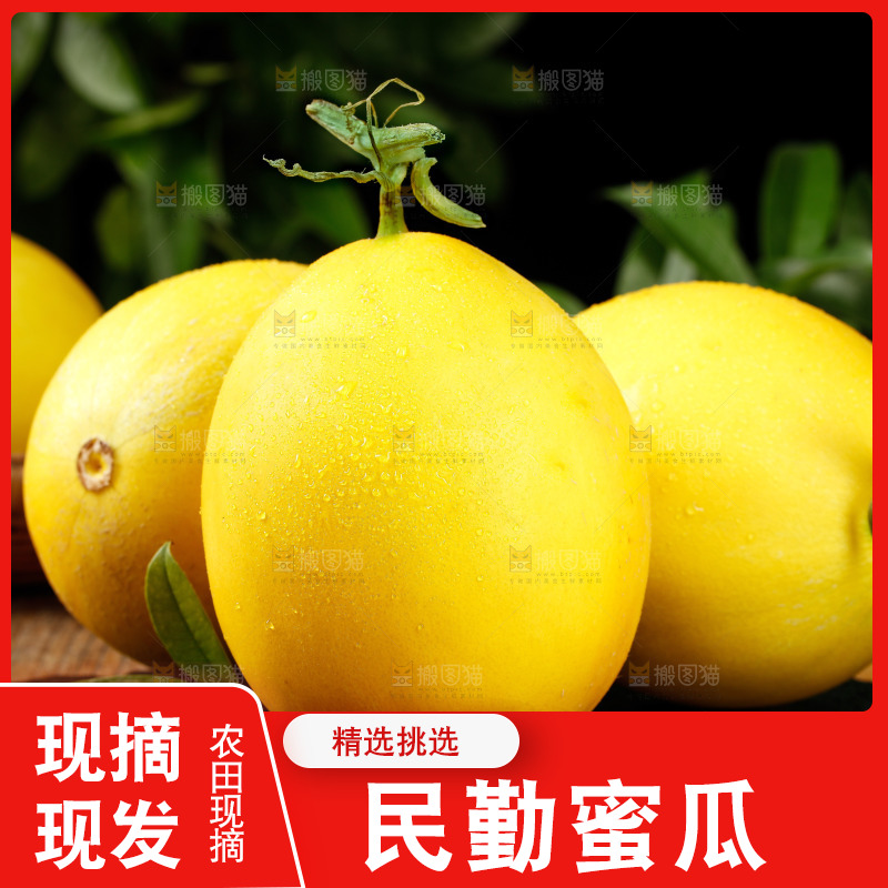 深底上的黄河蜜瓜
