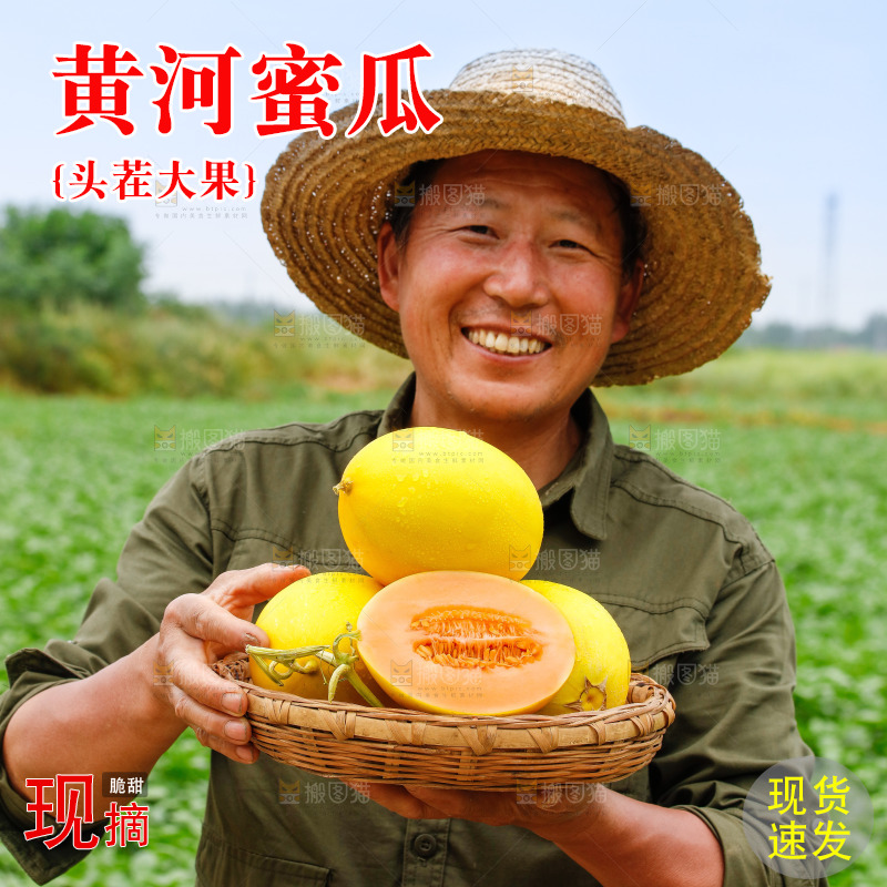 手里拿着的黄河蜜瓜