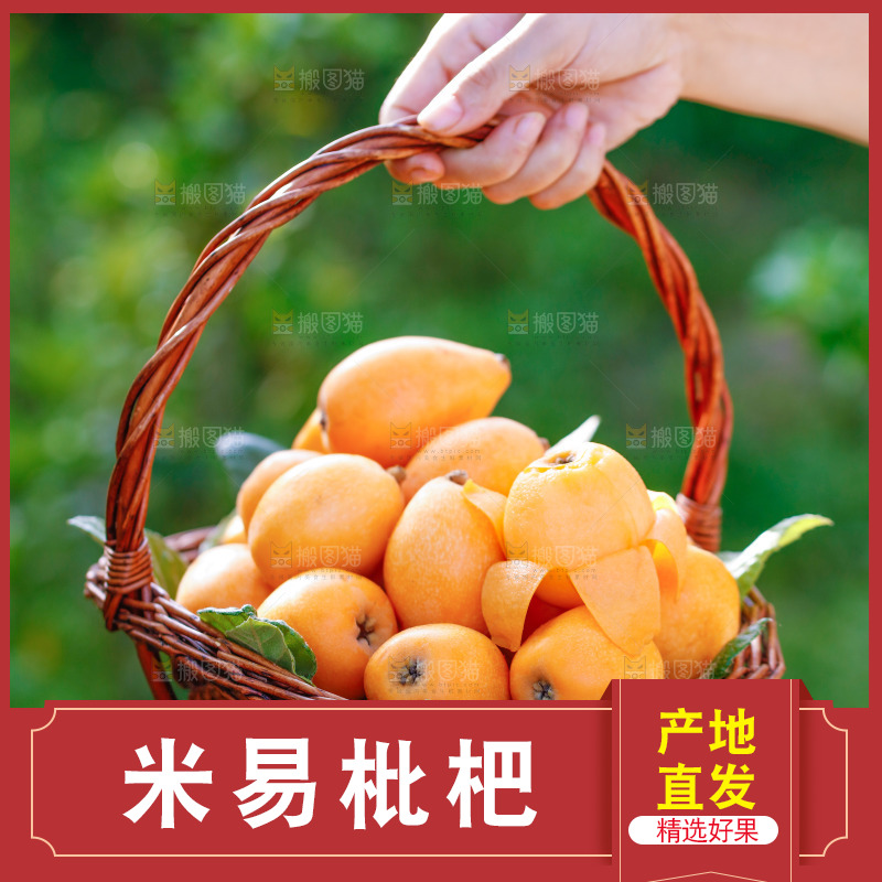手里拿着米易枇杷