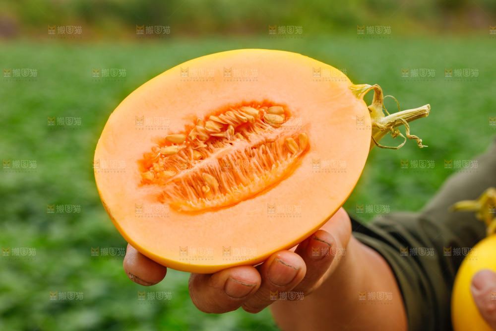 手里拿着的黄河蜜瓜