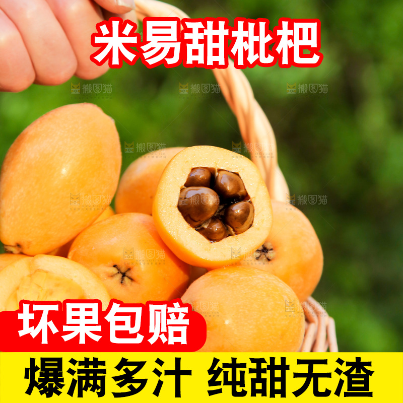 手里拿着米易枇杷