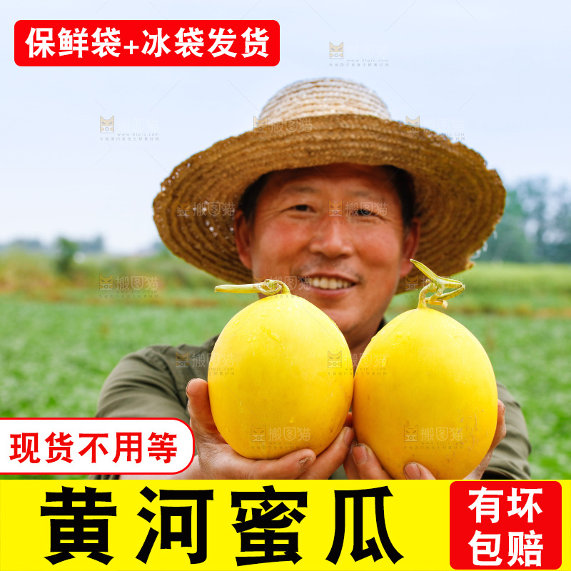 手里拿着的黄河蜜瓜