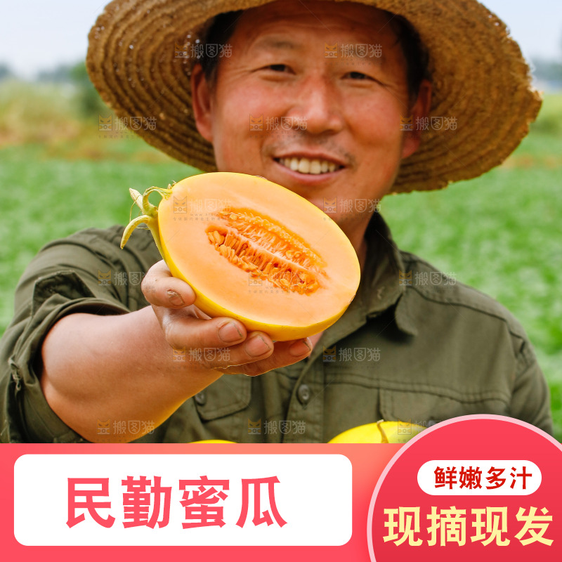 手里拿着的黄河蜜瓜