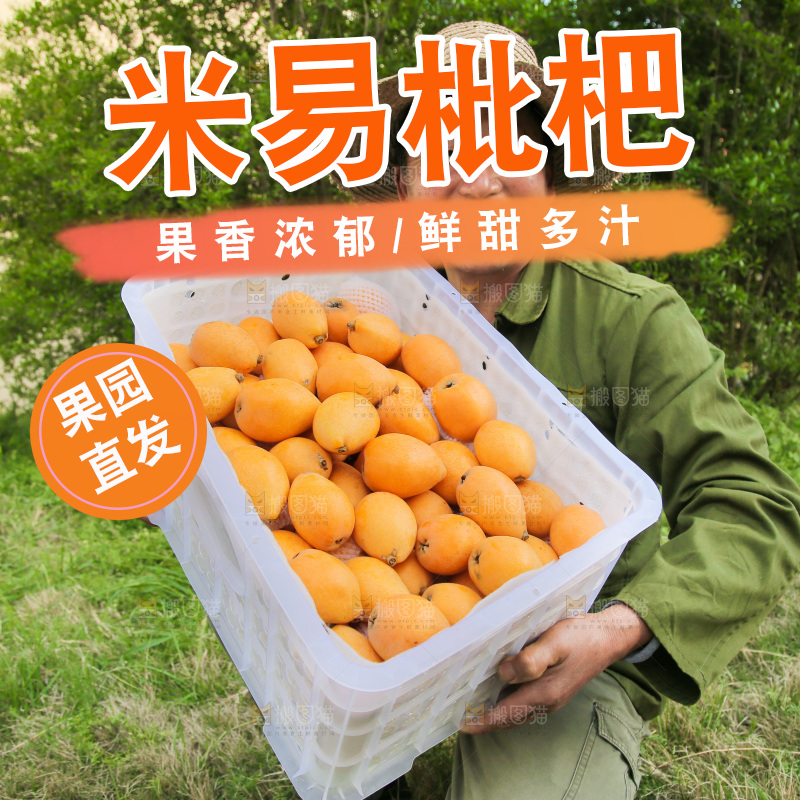 手里拿着米易枇杷