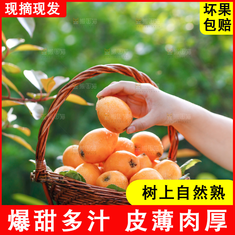 手里拿着米易枇杷