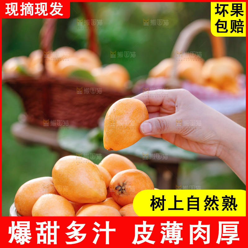 手里拿着米易枇杷