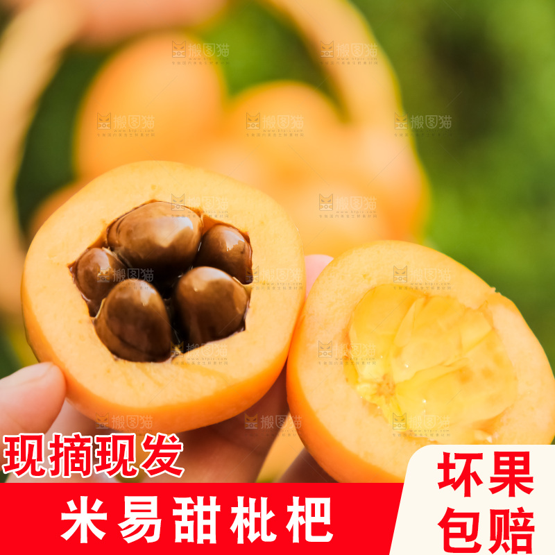 手里拿着米易枇杷