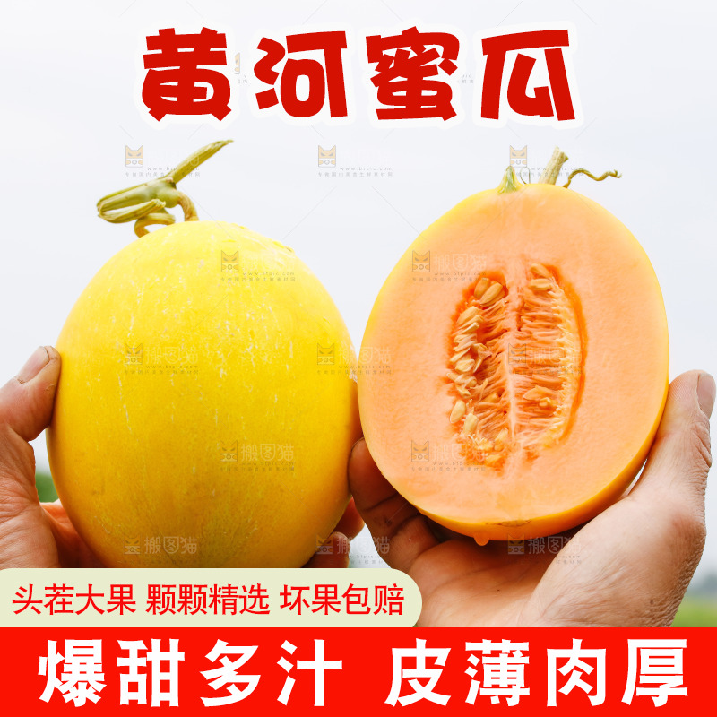 手里拿着的黄河蜜瓜