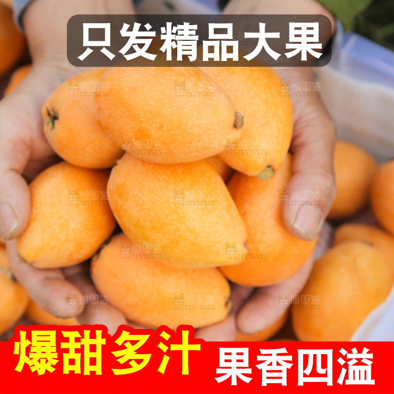 手里拿着米易枇杷