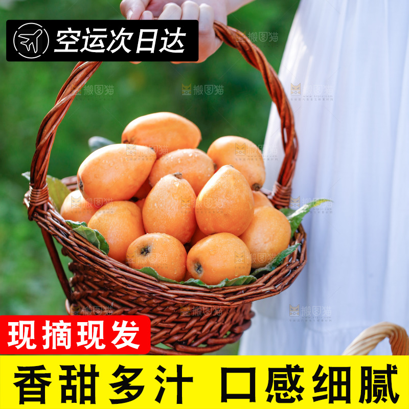 手里拿着米易枇杷