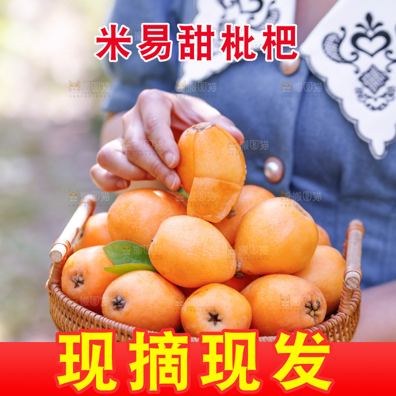 手里拿着米易枇杷