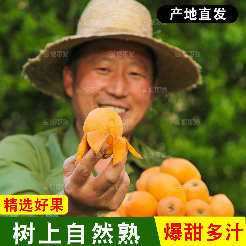 手里拿着米易枇杷
