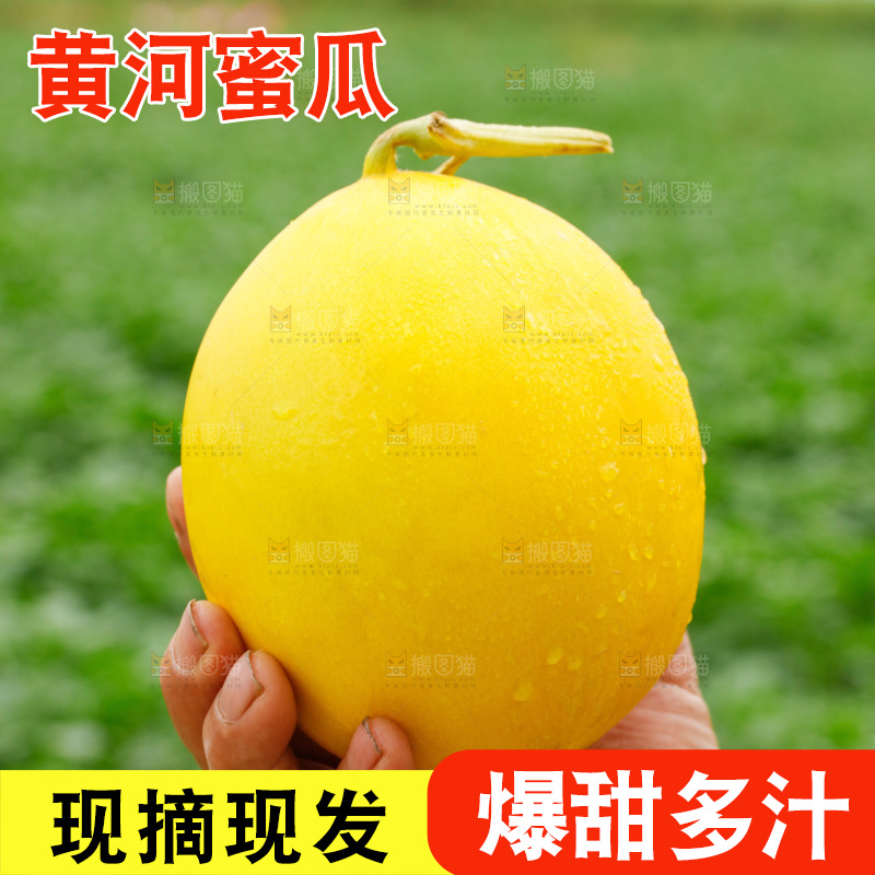 手里拿着的黄河蜜瓜